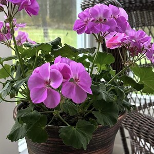 Fundraising Page: Marti Dense